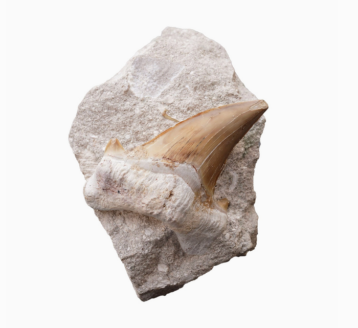 D Fossilized Shark Tooth On Matrix