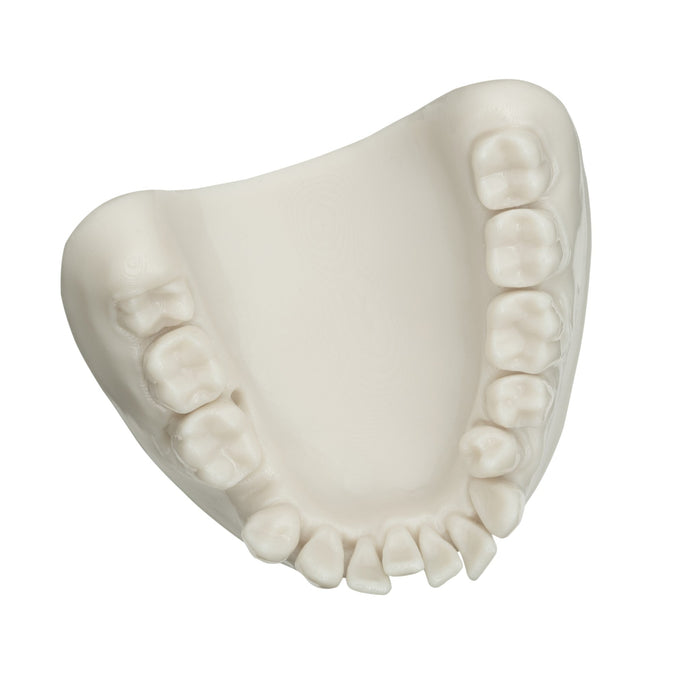 TePe Dental Model