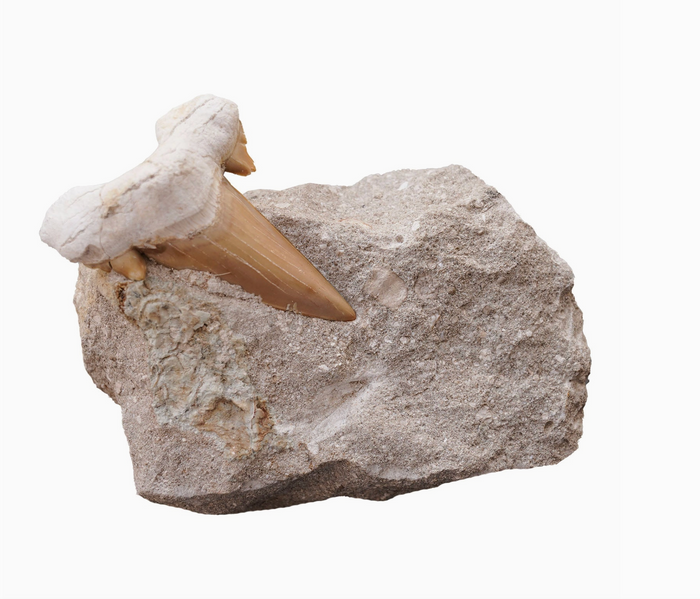 D Fossilized Shark Tooth On Matrix