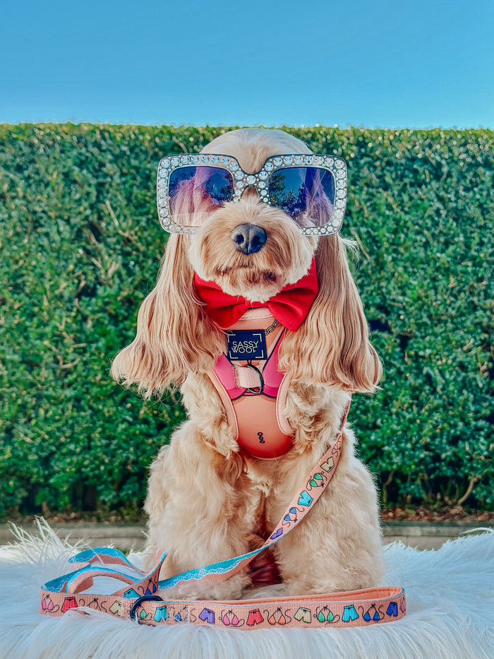 INFLUENCER_CONTENT | @LILY_CUTE_CAVOODLE