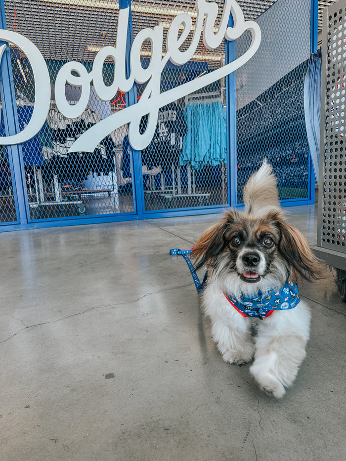 A fluffy brown and white dog walks indoors in front of a mesh fence, sporting the Sassy Woof Dog Leash - MLB™ x Peanuts™ Los Angeles Dodgers™, with a large Dodgers sign and blue clothing in the background.