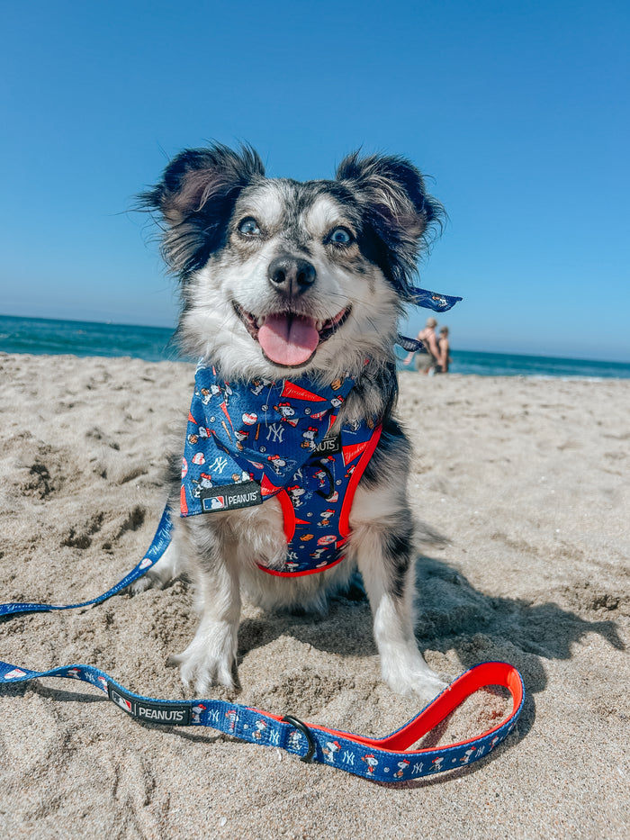 A happy blue-eyed dog sits on the beach with a Sassy Woof Dog Leash - MLB™ x Peanuts™ New York Yankees™, featuring Snoopy accessories, against the ocean and sky.