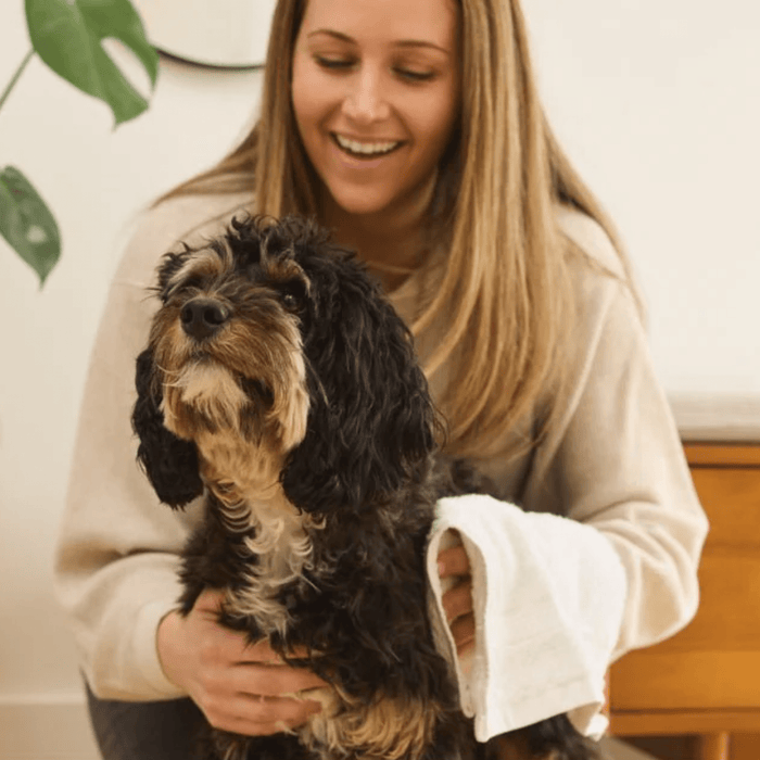 Blonde lady drying a black, tan and white cockerpoo type dog with a white towel.